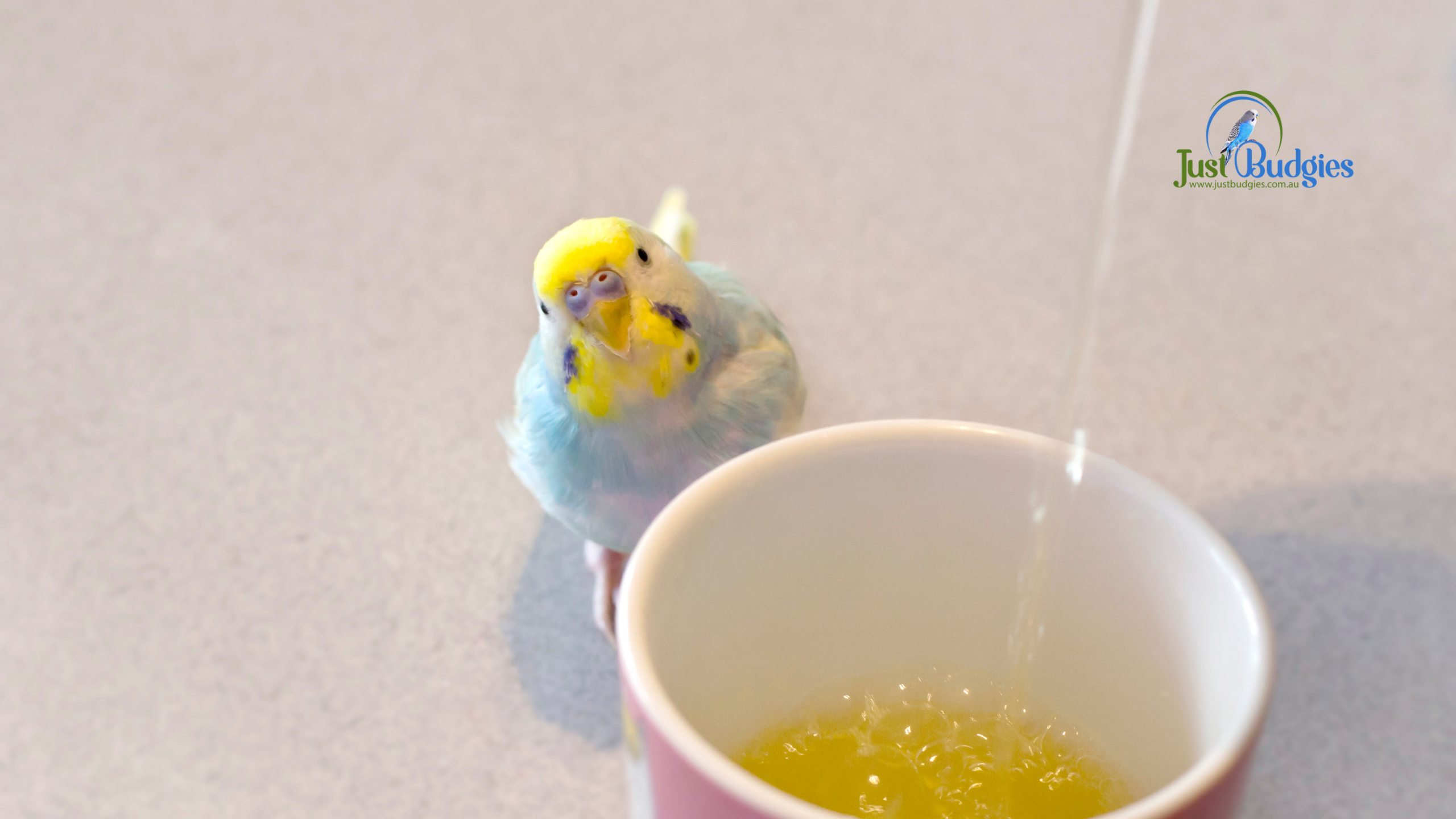 What Do Budgies Eat? Seed, Pellets, Vegetables and What to Avoid