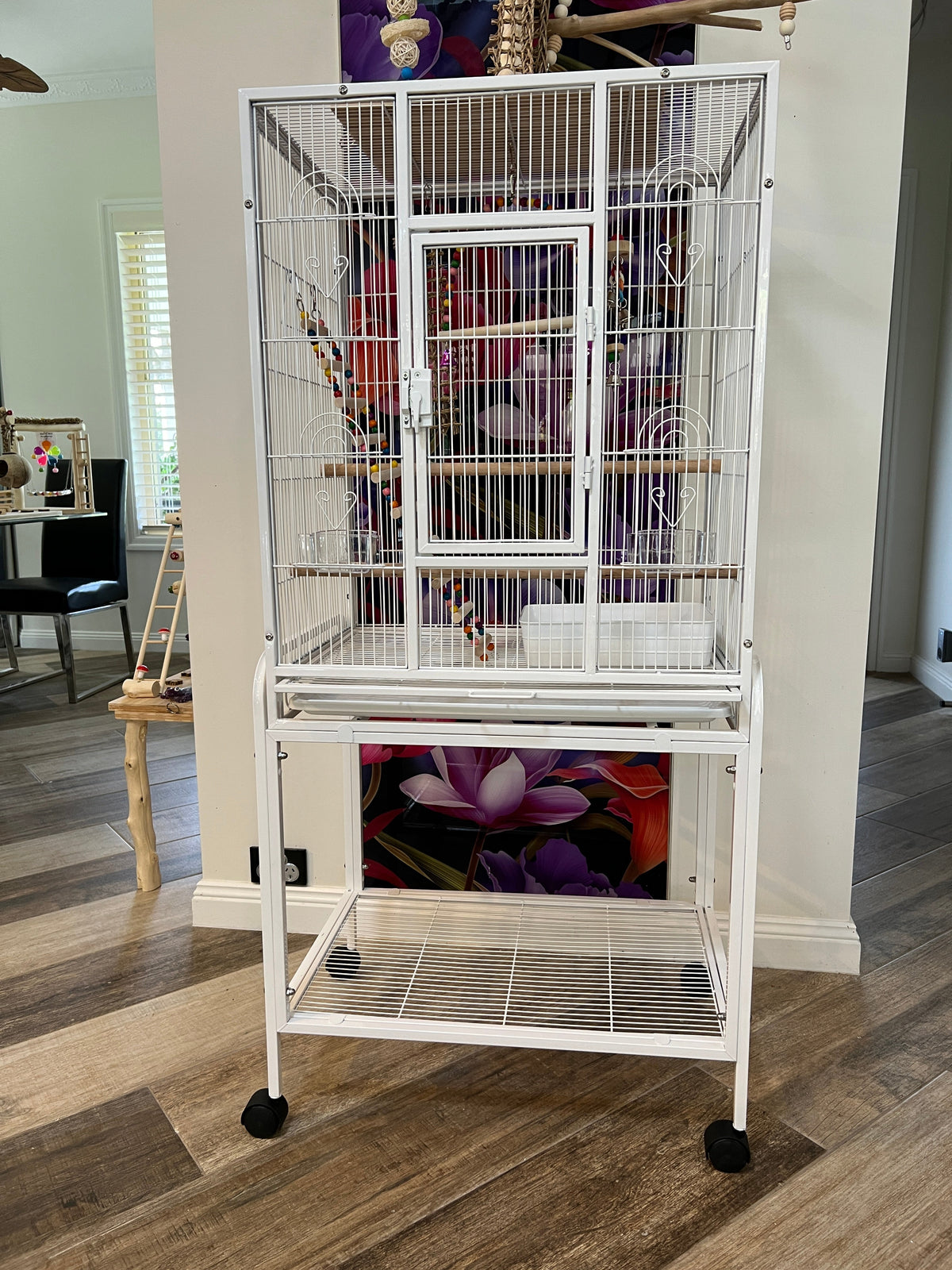 What are the RSPCA’s guidelines for budgies?