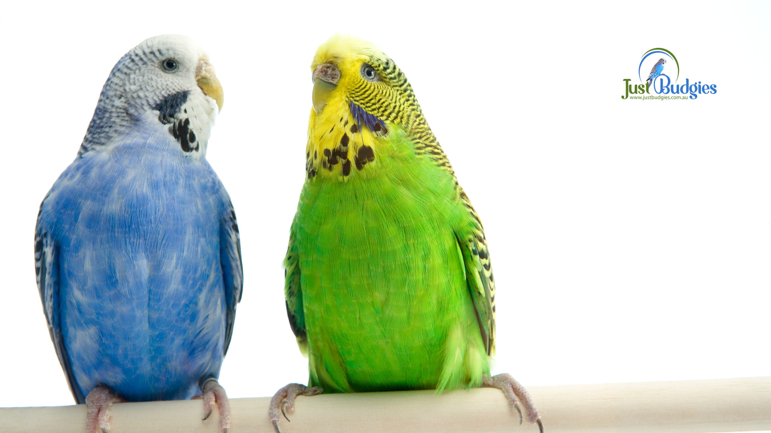 One Budgie or Two? What Is Better and Why