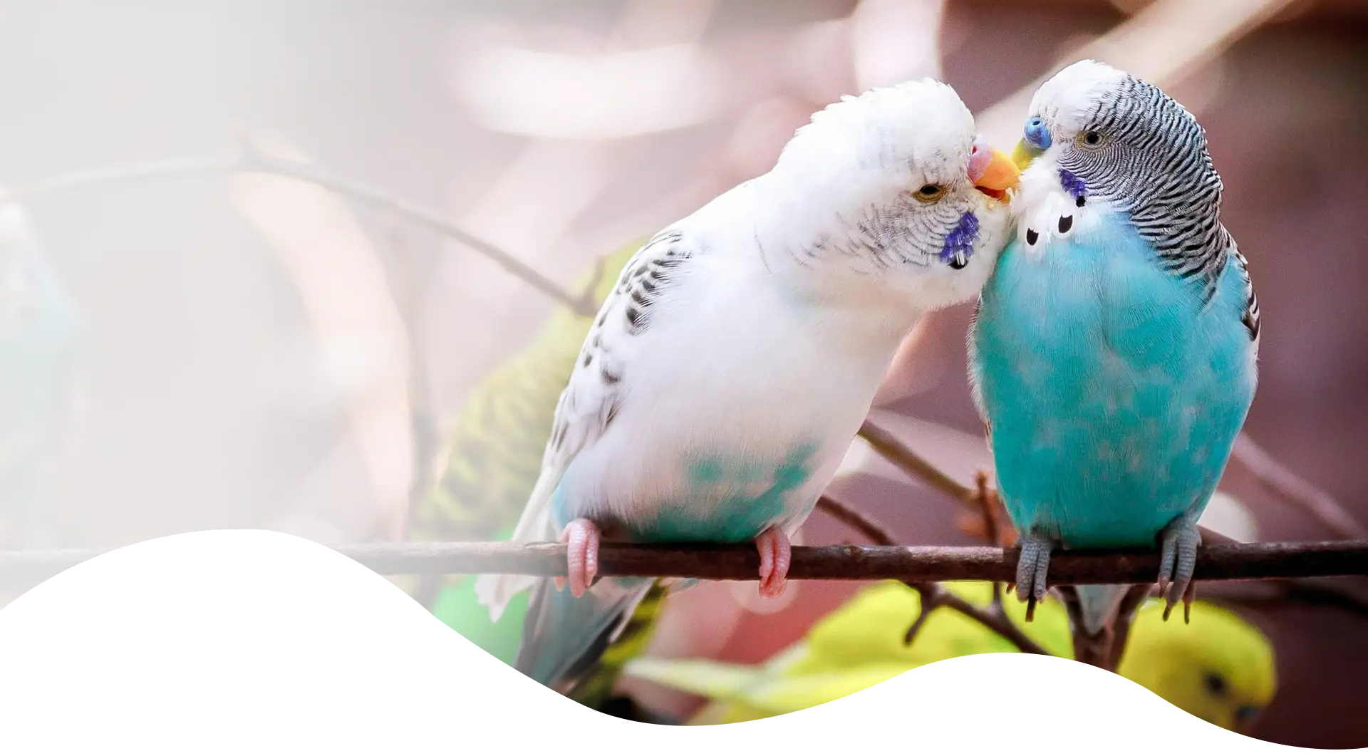 Where to Buy a Budgie in Australia: Breeders, Pet Shops and Rescues Compared