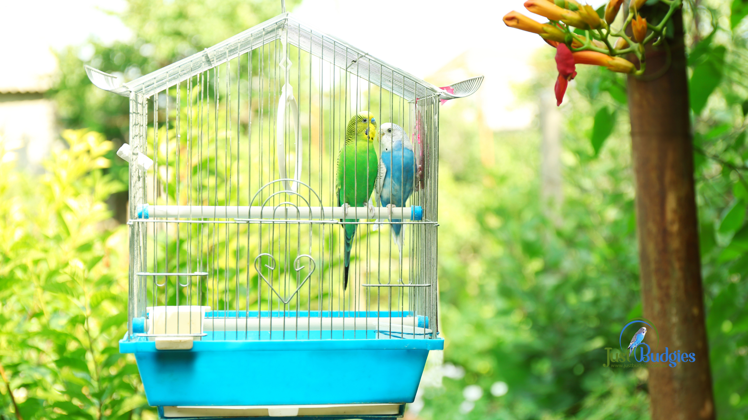 What Cage Does a Budgie Need? Size, Setup and What Goes Inside