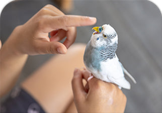 How to Tame a Budgie: Bonding With a New Bird Week by Week