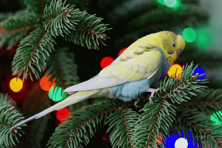 How Much Do Budgies Cost in Australia?