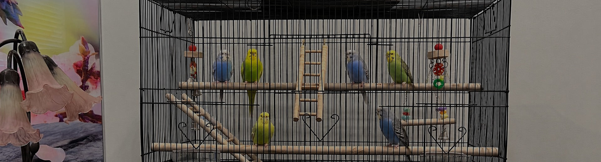 Bird Cages