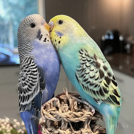 Hand-tame budgies at the Just Budgies aviary in Mudgeeraba