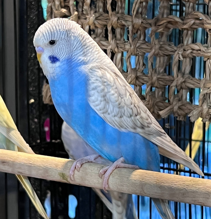 Budgie