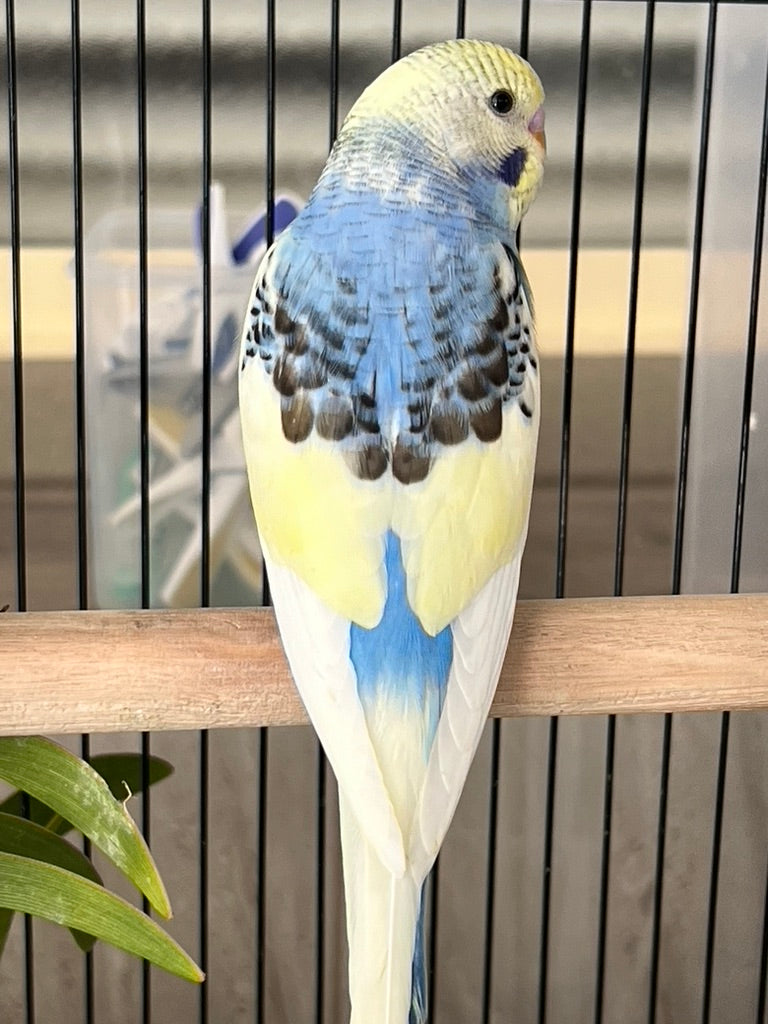 Budgie 33