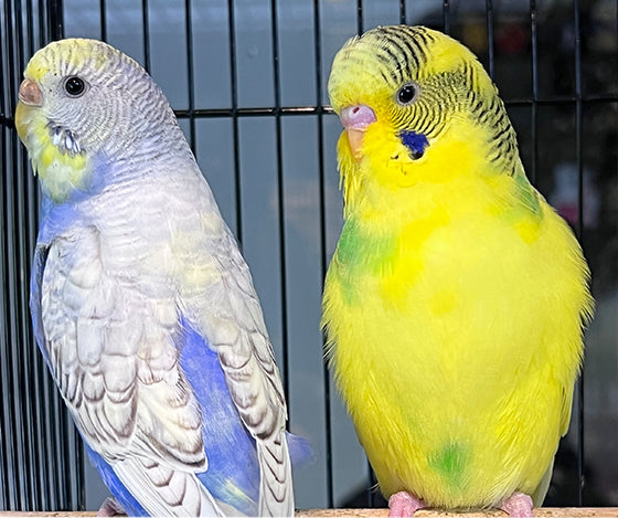 Budgie Service