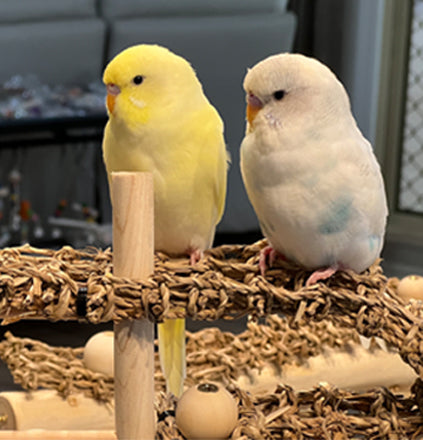 Budgie Service