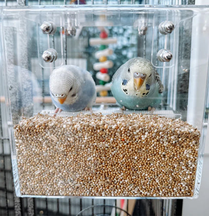 Budgie Service