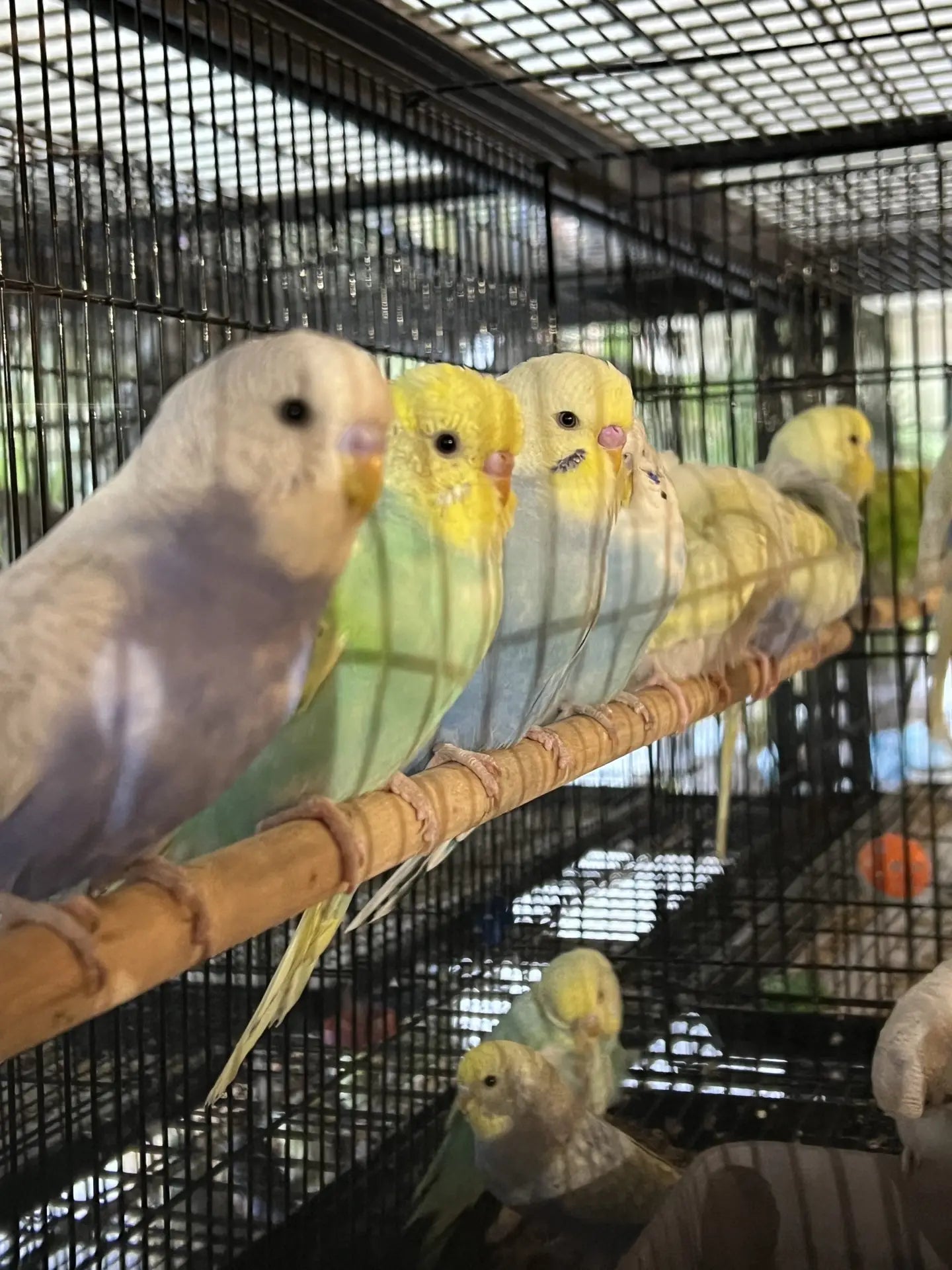Budgie 36