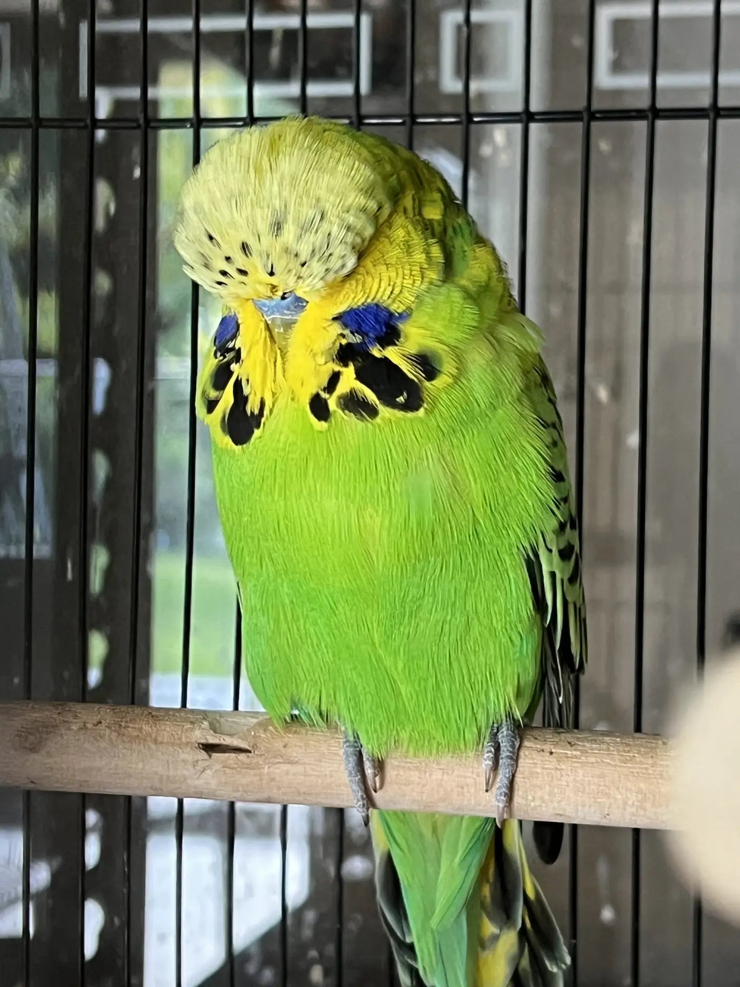 Budgie 37