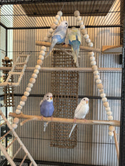 Jungle Bird Swing