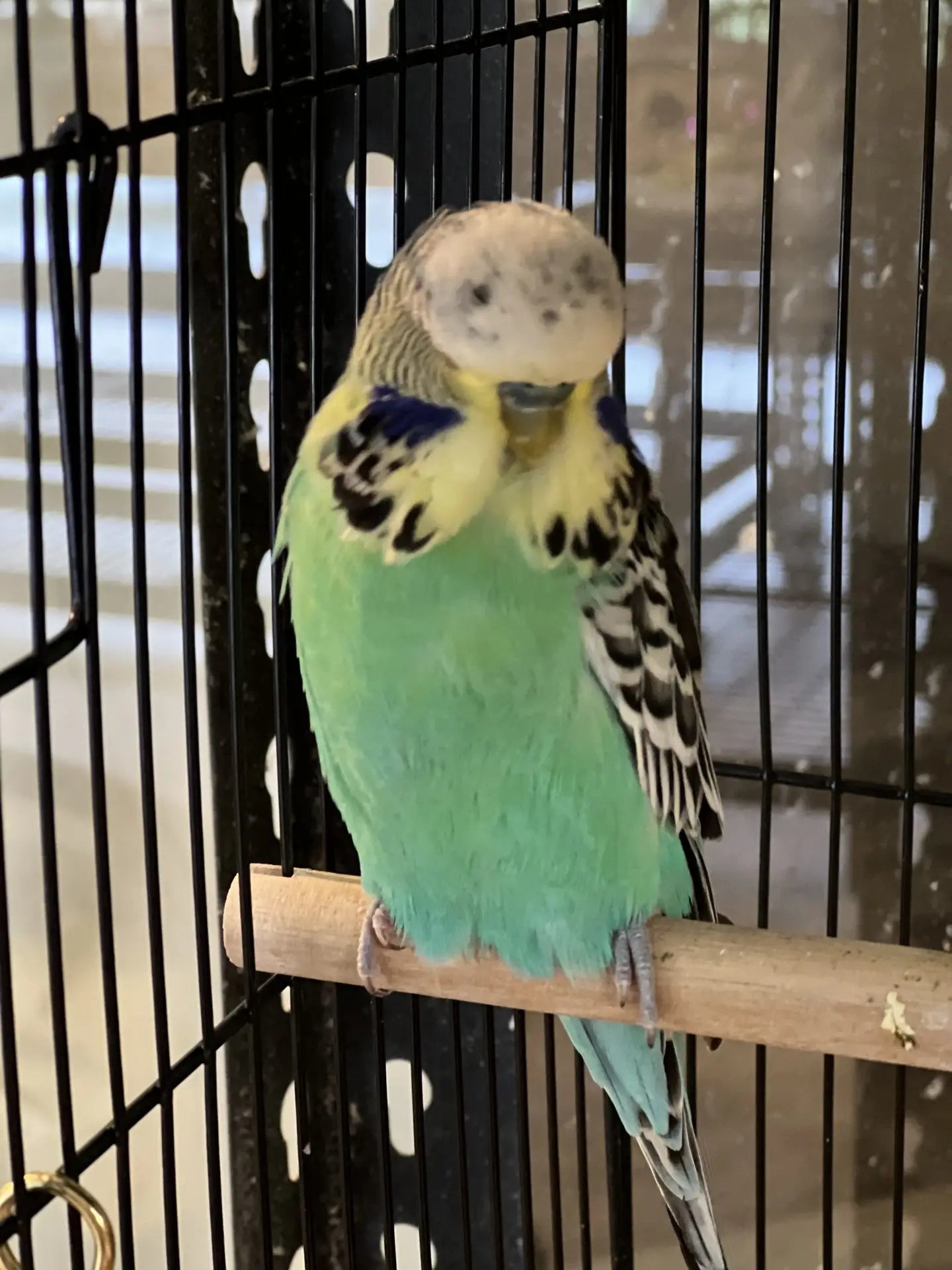 Budgie 38