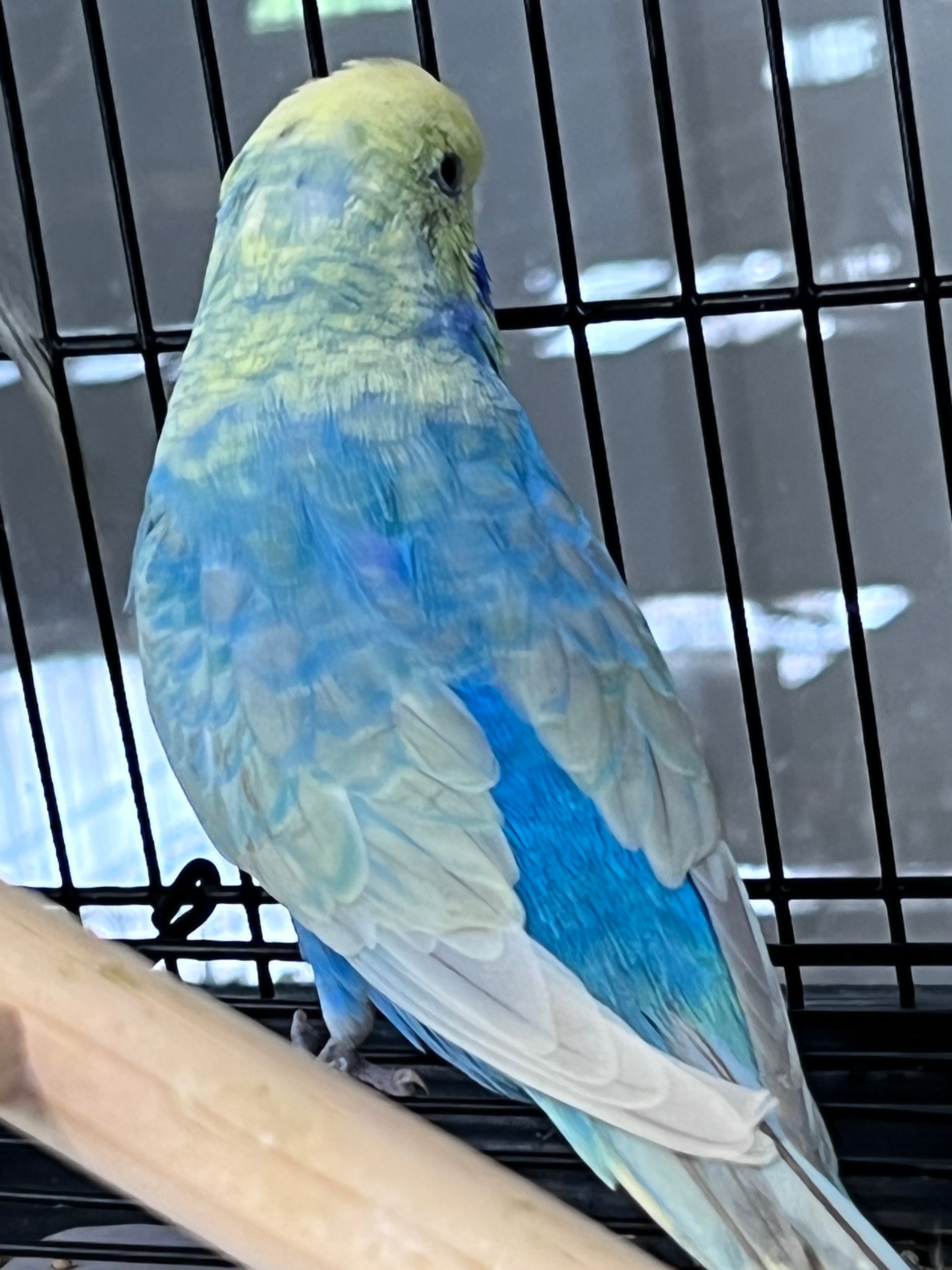 Budgie 31