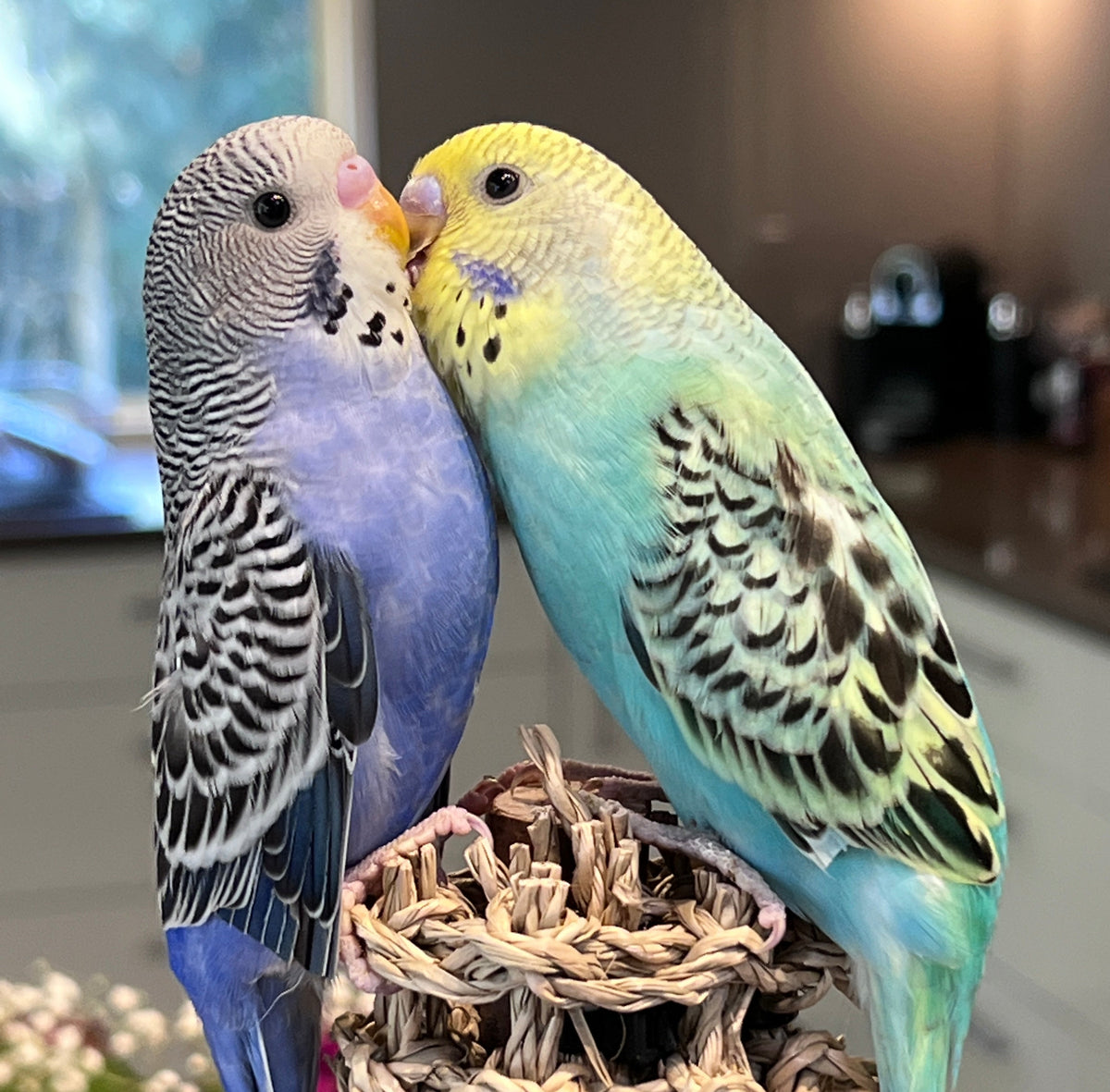 Total cost for 1 or 2 budgies in the same cage is