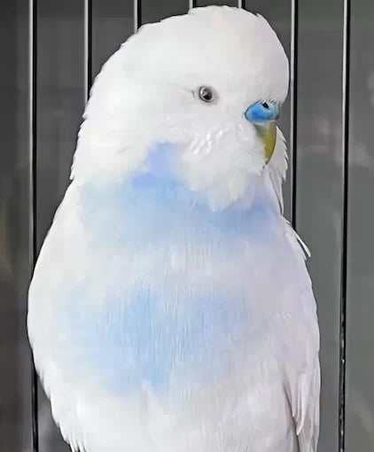 Absolute Care