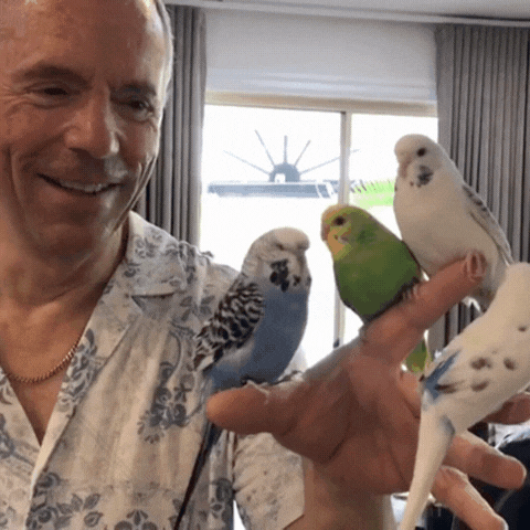Budgie