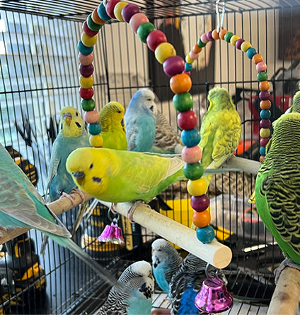 Budgie Service