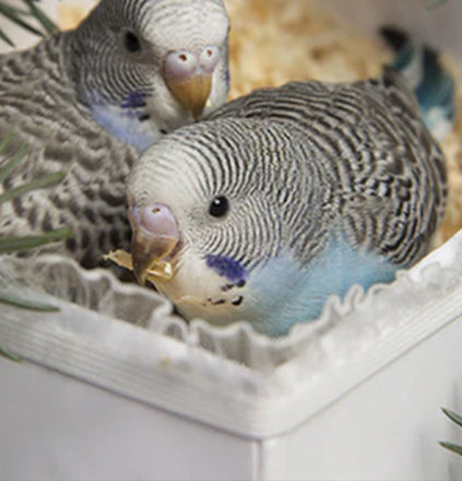 Budgie Service