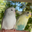 Just Budgies: Hand-Tame Budgies & Bird Supplies AU logo