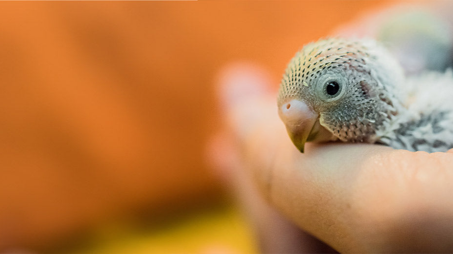 baby-budgie-header-banner_c6ce0df9-c519-4083-bff5-3b57232dbdae.png