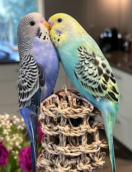 Budgie