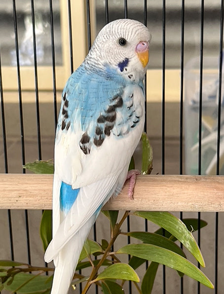 Budgie