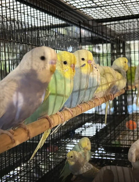 Budgie