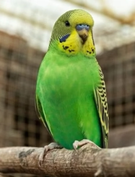 Budgie
