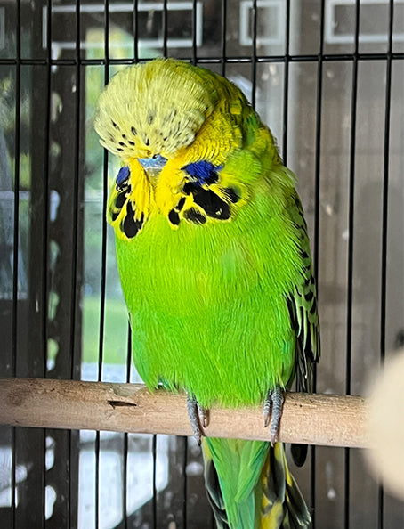 Budgie