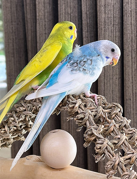 Budgie