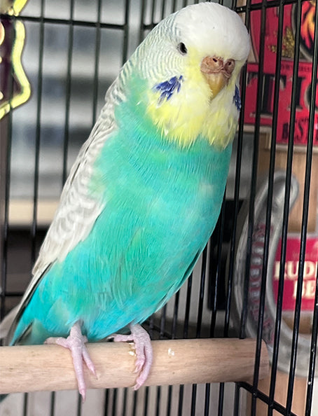 Budgie