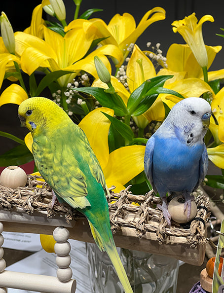Budgie