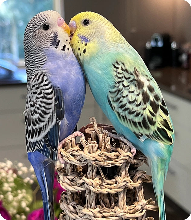 Hand-Tame Budgies on the