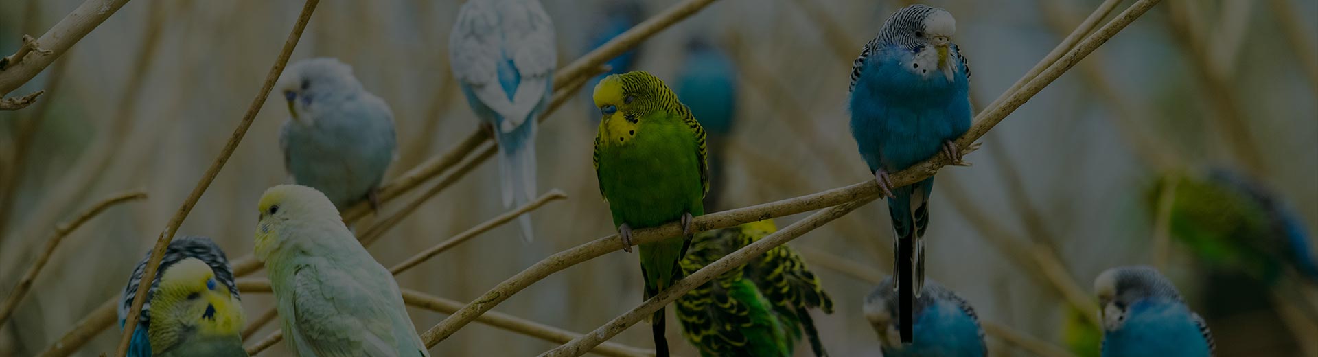 budgies-bg.jpg
