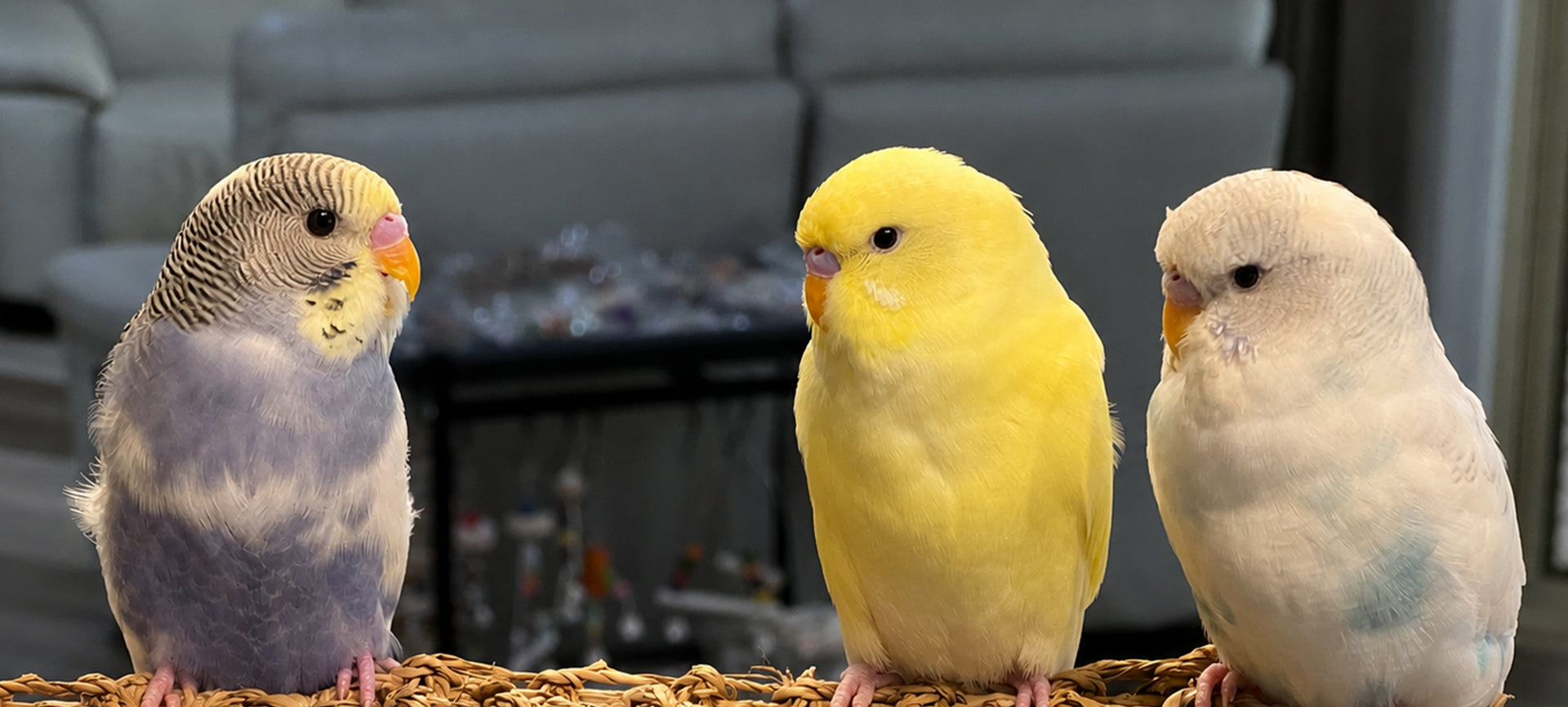 Welcome to Just Budgies