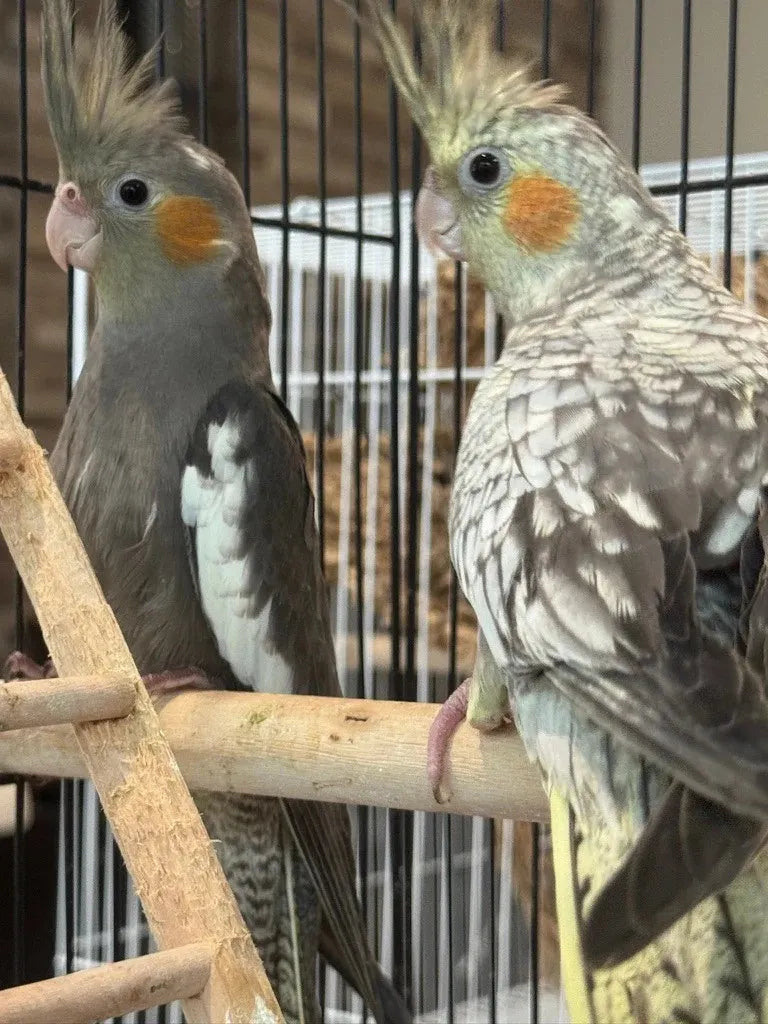 Budgie