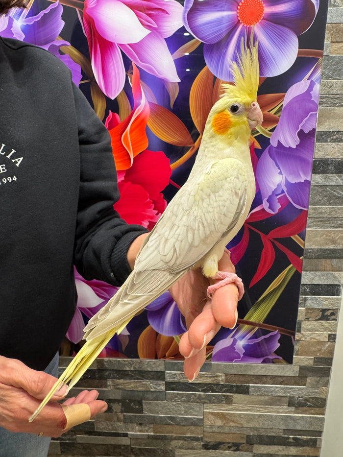Budgie