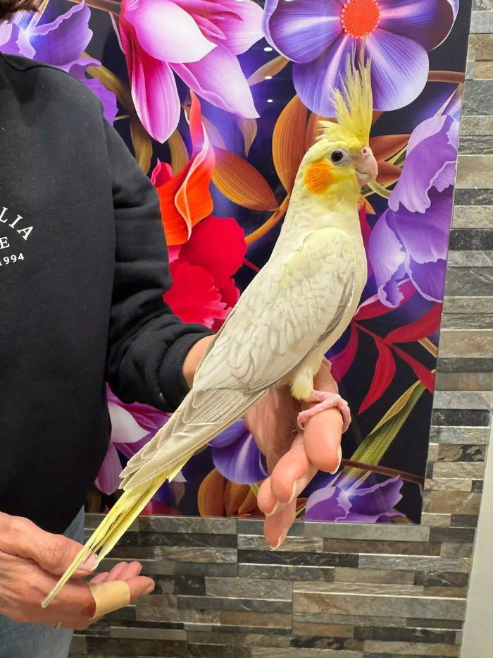 Budgie