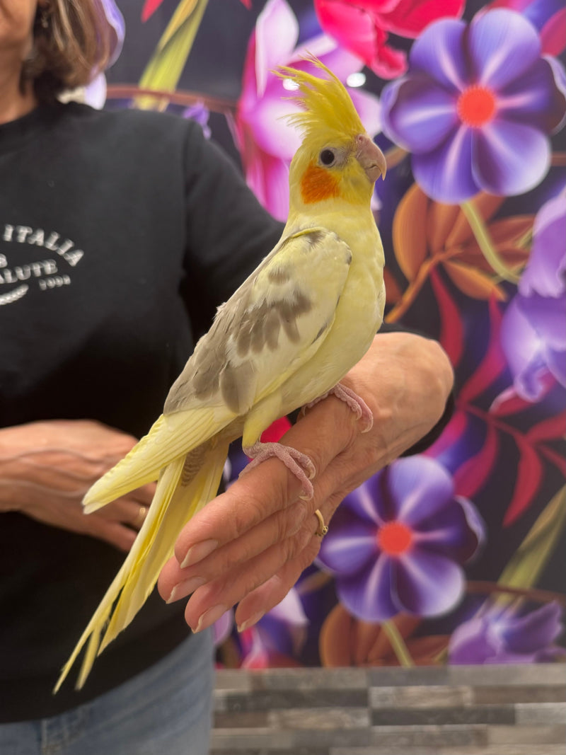 Budgie