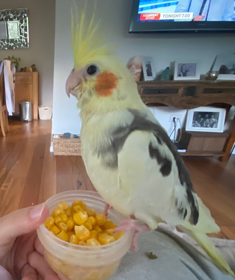 Budgie