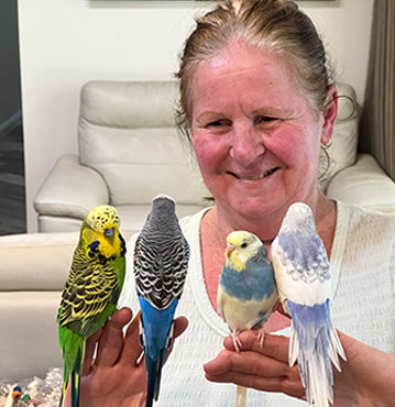 Budgie