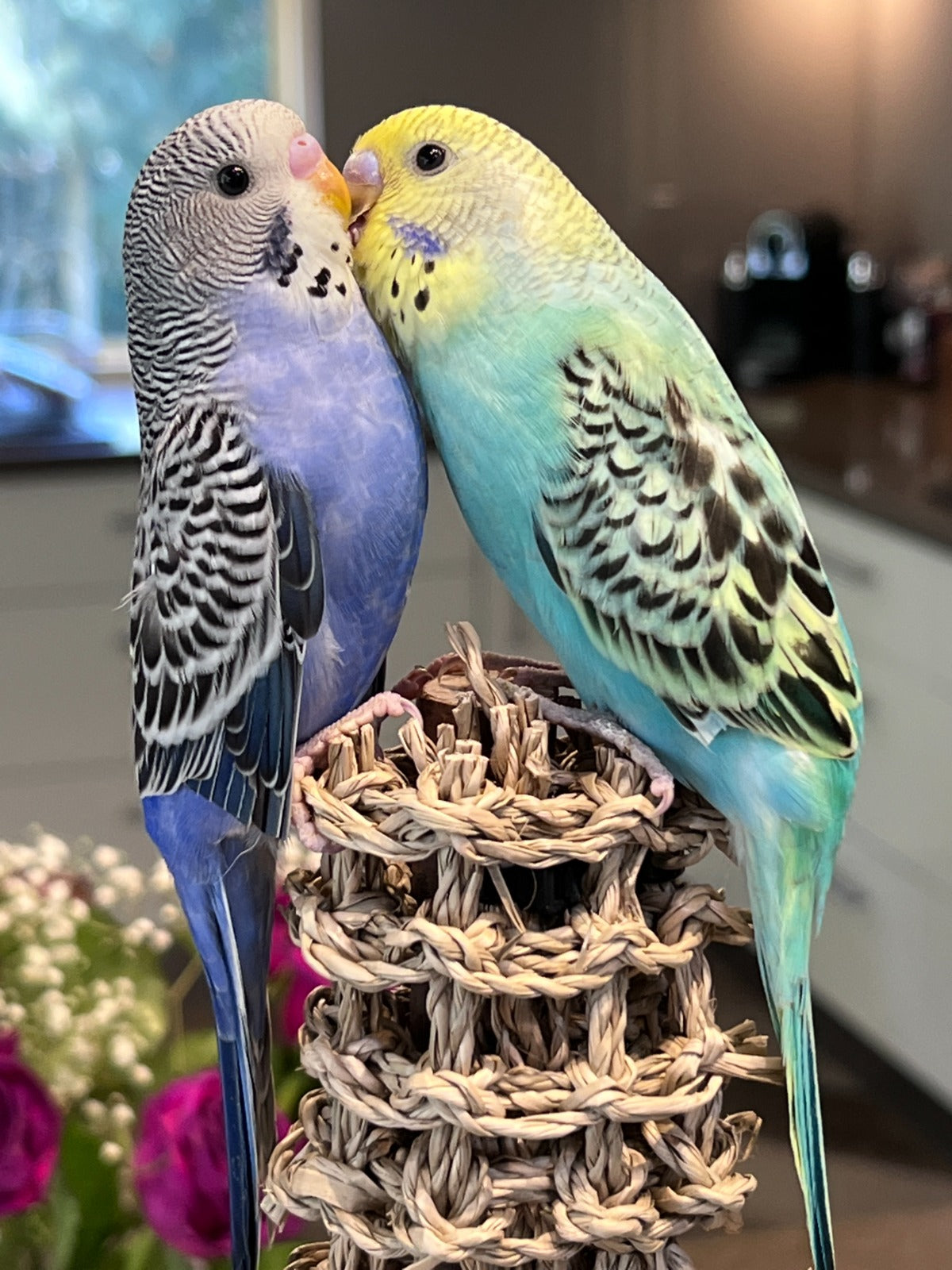 Budgie 23