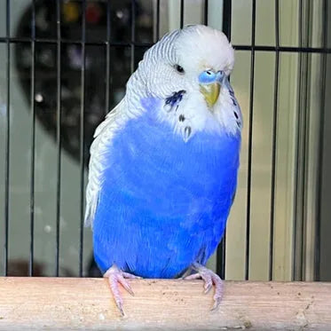 Budgie