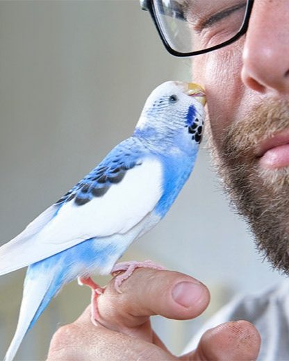 man-budgie-header-banner.png
