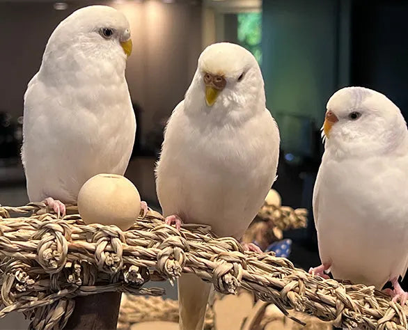 Budgie Service