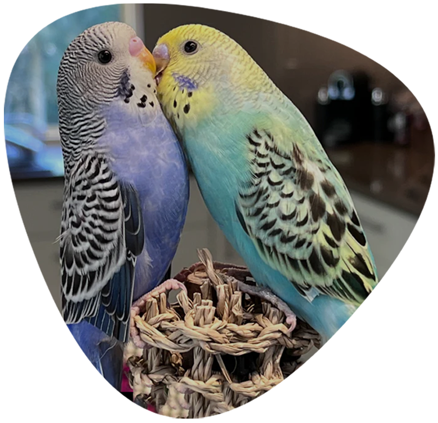 Budgie Service