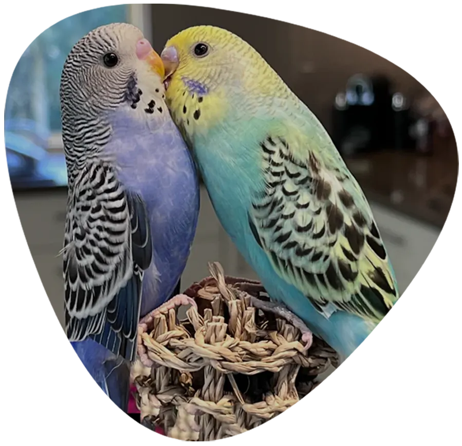 Hand-tame Budgies