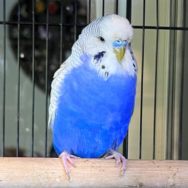 Budgie